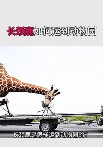 长颈鹿（探索长颈鹿的优雅与生存奥秘）